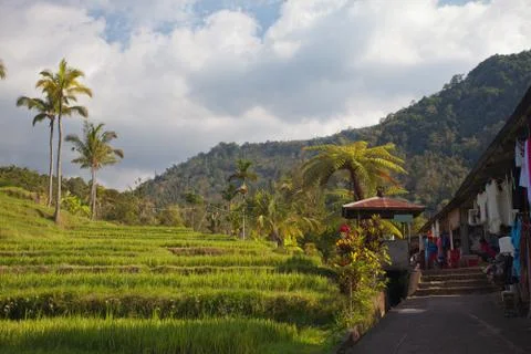 Rice fields and Palm trees of Bali Stock Photos