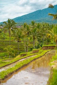 Rice fields and palms on the background. Bali, Indonesia Stock Photos