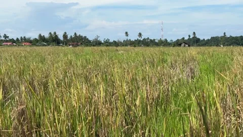 Rice fields and rice that are ready to be harvested Stock Footage 277973479