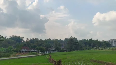 Rice fields and rice crops Stock Footage 279447985