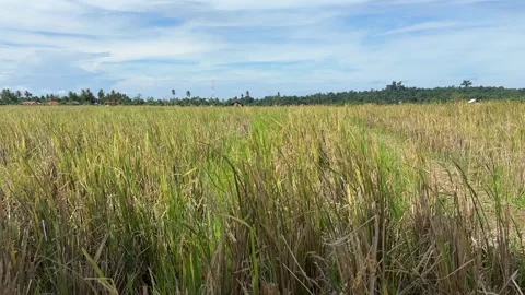 Rice fields and rice plants that are ready to be harvested Stock Footage 277973491