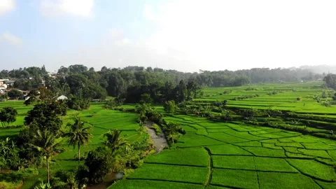 Rice Fields and River in High View. Sukabumi, Indonesia Stock Footage 245960669