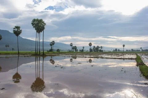 Rice fields and row of trees reflecting in the water. Foto stock