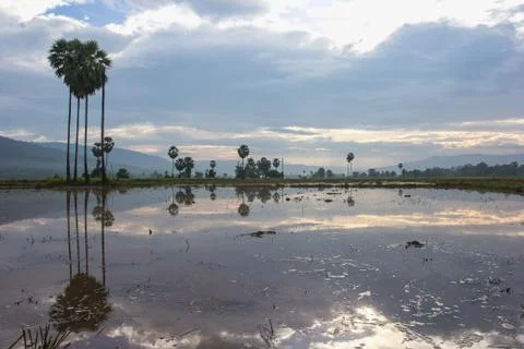 Rice fields and row of trees reflecting in the water. Stock Photos