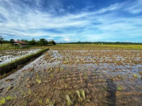 Rice fields and small huts Stock Photos