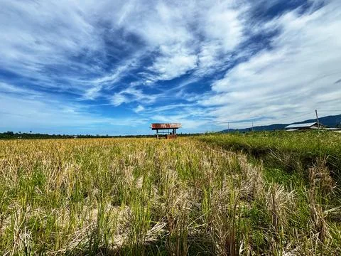 Rice fields and small huts Stock Photos