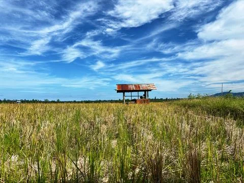 Rice fields and small huts Stock Photos