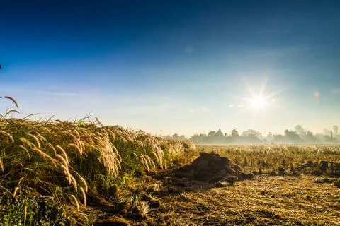 Rice fields and straw Stock Photos