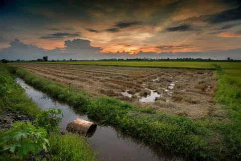 Rice fields and sunset background in Thailand Stock Photos