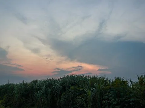 Rice fields and sunset Stock Photos