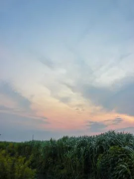 Rice fields and sunset Stock Photos