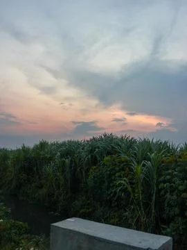 Rice fields and sunset Stock Photos