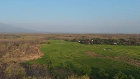 Rice Fields and Teak Forest Aerial with Mountain Stock Footage 346105205