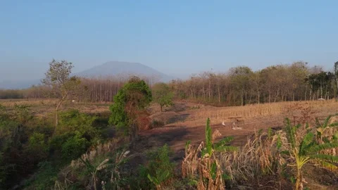 Rice Fields and Teak Forest Aerial with Mountain Stock Footage 346105238