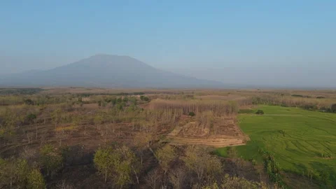 Rice Fields and Teak Forest Aerial with Mountain Stock Footage 346105265