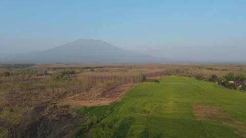 Rice Fields and Teak Forest Aerial with Mountain Stock Footage 346105331