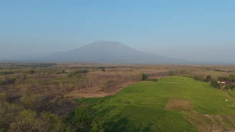 Rice Fields and Teak Forest Aerial with Mountain Stock Footage 346105354