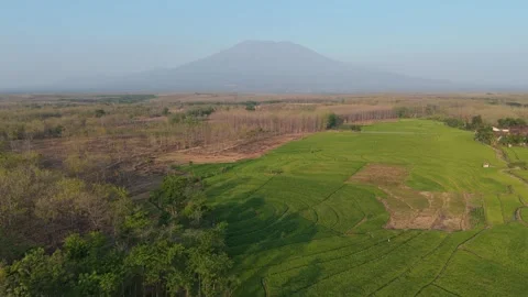 Rice Fields and Teak Forest Aerial with Mountain Stock Footage 346105390