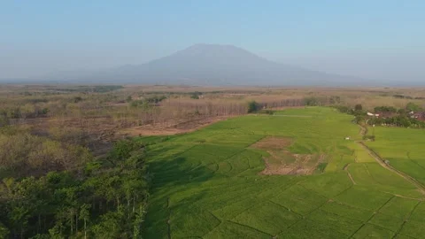 Rice Fields and Teak Forest Aerial with Mountain Stock-Footage 346105422