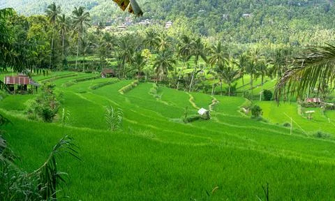 Rice fields and their rice yields are a typical sight of an agricultural co.. Stock Photos