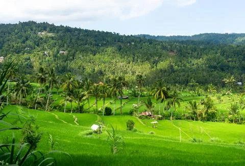 Rice fields and their rice yields are a typical sight of an agricultural co.. Stock Photos
