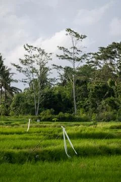 Rice Fields and Tropical Trees in Rural Ubud Stock Photos