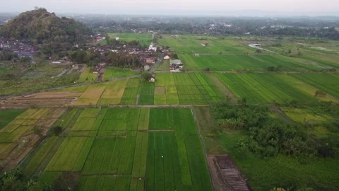 Rice fields and village beneath forested hill at sunset Stock-Footage 341546790