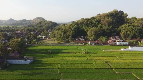 Rice fields and village with limestone hills near Yogyakarta, Central Java,.. Stock Footage 341543919