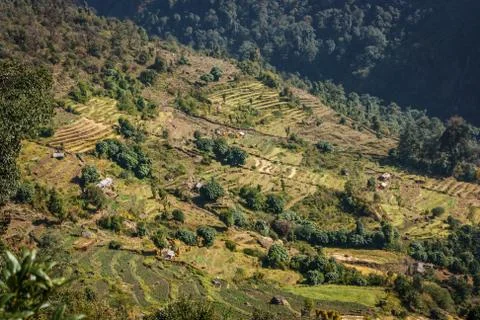 Rice fields on the Annapurna Base Camp Trek, Nepal Stock-Fotos
