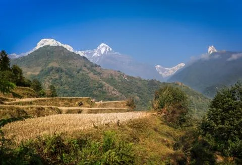 Rice fields on the Annapurna Base Camp Trek, Nepal Stock Photos