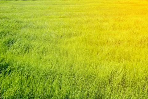 The rice fields that are about to turn green in the farming season.	 Stock Photos