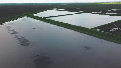 The Rice Fields are Flooded with Water. Cultivated Farmland and Paddy Rice Field Stock Footage 223764067