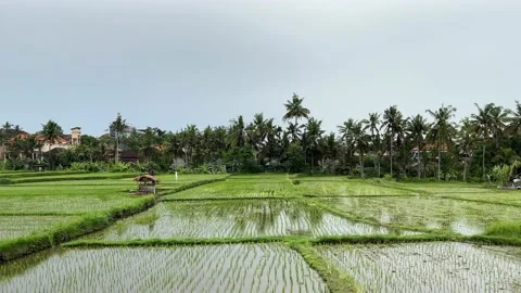 Rice fields are flooded with water. Large rice plantations in Ubud on the island Vídeo Stock 228958487