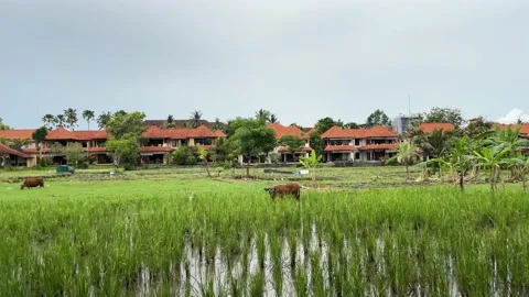 Rice fields are flooded with water. Large rice plantations in Ubud on the island Video stock 229280426