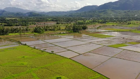 Rice fields are flooded with water. Tropical landscape with fertile soil. Stock Footage 321438405