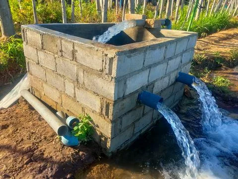 The rice fields are irrigated using pump wells with the technique of pumpin.. Stock Photos