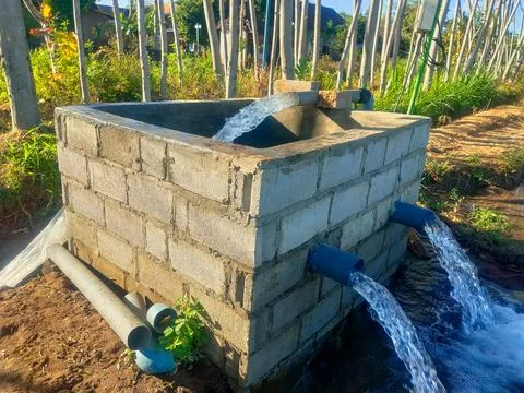 The rice fields are irrigated using pump wells with the technique of pumpin.. Stock Photos