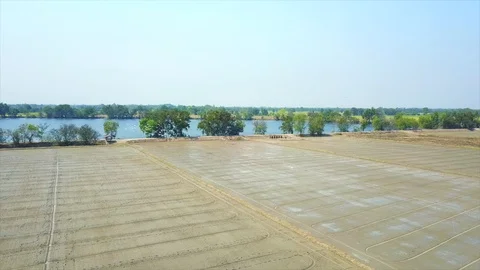 Rice fields that are planting rice and birds, aerial photographs from drones. Stock Footage 102480477
