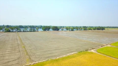 Rice fields that are planting rice and birds, aerial photographs from drones. Stock Footage 102480483