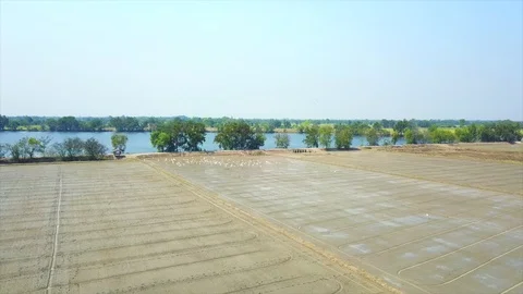 Rice fields that are planting rice and birds, aerial photographs from drones. Stock Footage 102480484