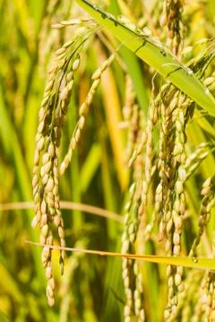 Rice fields are ripe in the sunshine Stock Photos