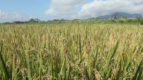 The rice fields are starting to turn yellow Stock Footage 242171302