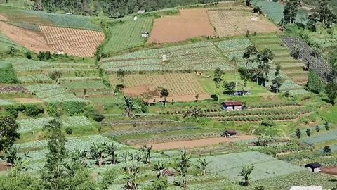 Rice fields that are very large Stock Footage 300788518