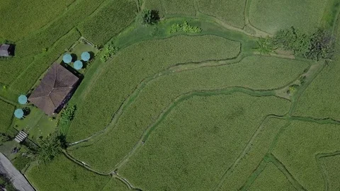 Rice Fields around Bali 스톡 동영상 101552397