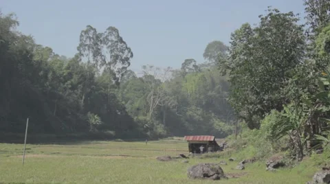 Rice fields Asia 2 Stock Footage 55284837