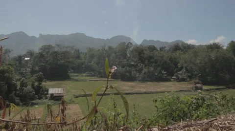Rice fields Asia Stock Footage 55285311
