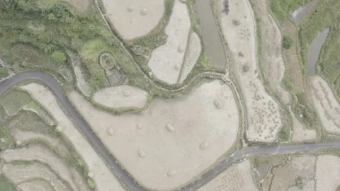 Rice Fields Asia Stock Footage 254562722