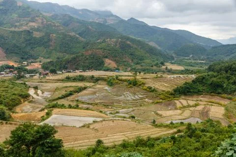 Rice fields in autumn Stock Photos