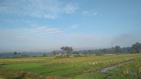 Rice fields with a background of green trees, blue sky and clouds Stock Photos