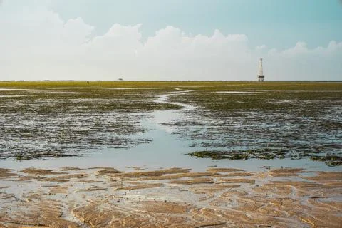 Rice fields on the background of a lighthouse Stock Photos